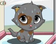 Cute kitten ingyen játék
