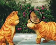 Garfield hidden numbers macskás játékok